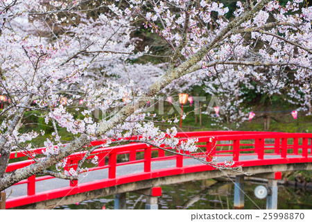 Mobara Park Sakura (Mobara City, Chiba Prefecture) 25998870
