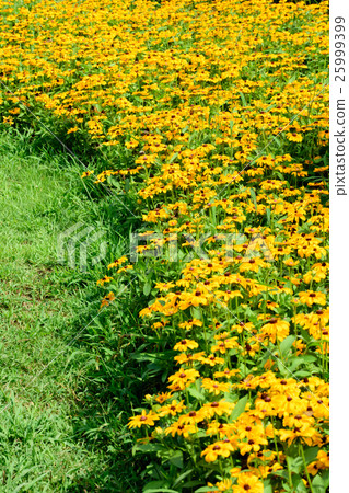 Yellow flowers Yellow flowers 25999399