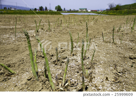  Asparagus field 25999609