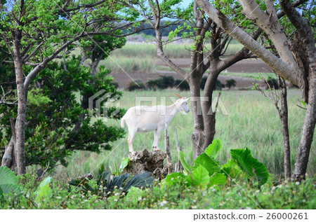 山羊站在Haterumajima岩石上 26000261