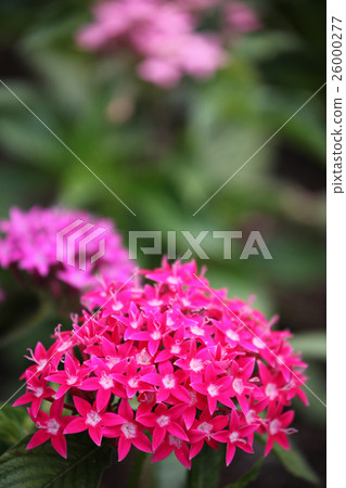 五硫化二磷 26000277