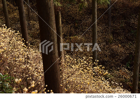 Mitsumata's forest shining light Mitsumata's forest shining light 26000671