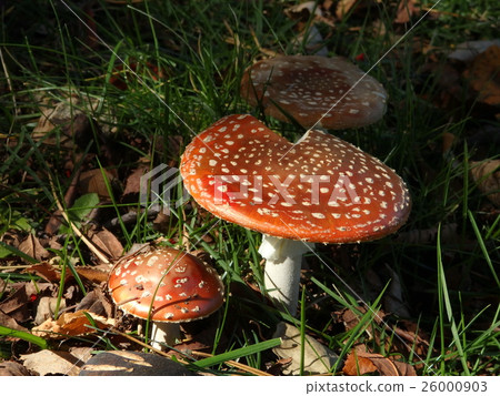 Sapporo and Lend Mushrooms 26000903