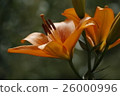 Orange lily 26000996