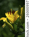 Yellow lily 26000997