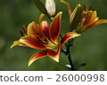 Red lilies 26000998