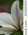 White lily 26000999