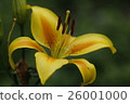 Yellow Lily 26001000