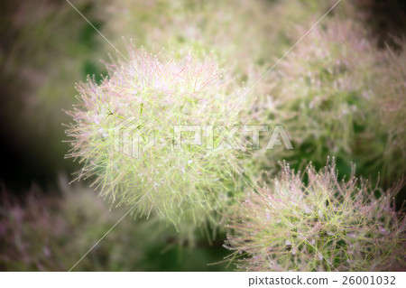 Smoke tree 26001032