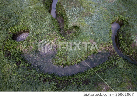 綠色的老梅石槽 26001067