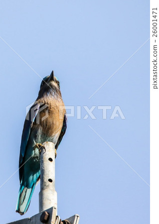 Indian roller, Blue jay, Coracias benghalensis 26001471