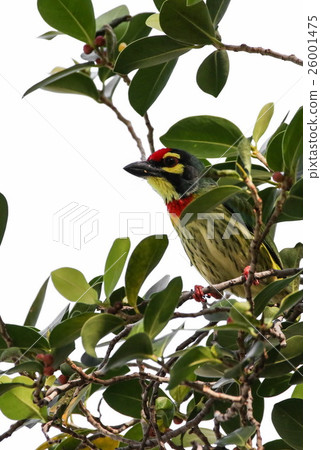 Coppersmith Barbet (Megalaima haemacephala) Coppersmith Barbet (Megalaima haemacephala) 26001475