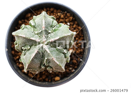 Star Cactus (Astrophytum Myriostigma cv. Fukuryu) Star Cactus (Astrophytum Myriostigma cv. Fukuryu) 26001479