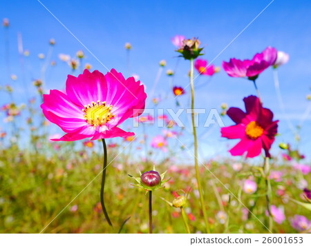 Blue sky and cosmos 26001653