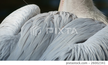 Detailed view of pelican plumage Detailed view of pelican plumage 26002341
