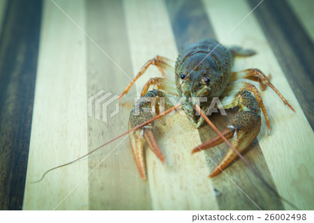 Crayfish on the wood background 26002498