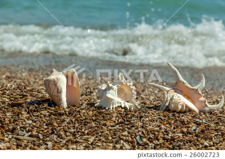 Seashells on the beach 26002723