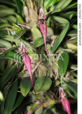 Red Bulbophyllum flower orchid. 26002765