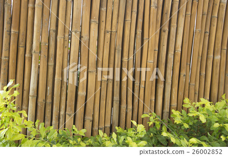 bamboo texture backgroung 26002852