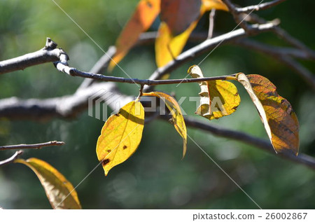 Persimmon leaves 26002867