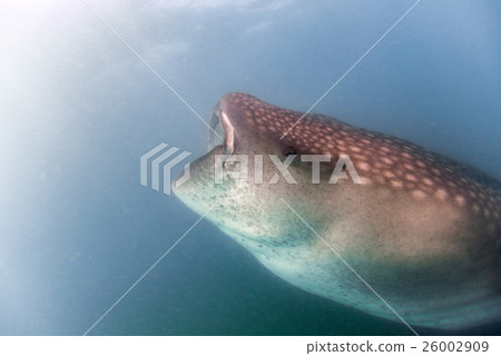 Whale Shark close up underwater eating plancton 26002909