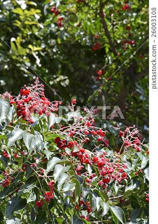 Gonzu's fruit 26003108