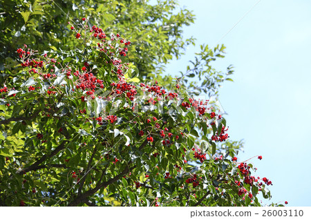 Gonzu's fruit 26003110