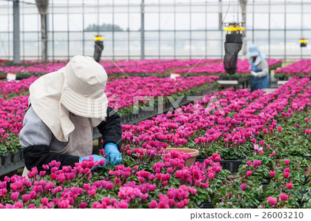花園仙客來農民 花園仙客來農民 26003210