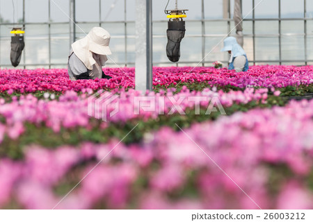 花園仙客來農民 26003212