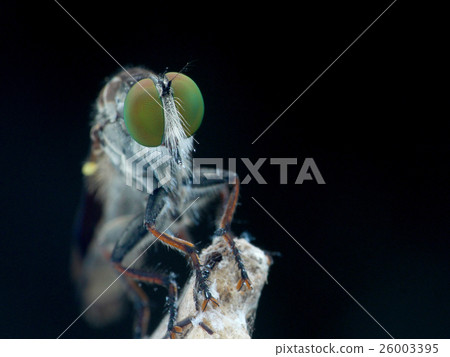 Creatures, insects, insects, diet Creatures, insects, insects, diet 26003395