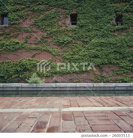 磚牆和常春藤 26003513