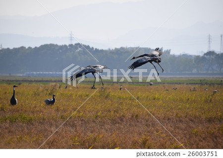 Crane landing form Crane landing form 26003751