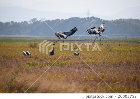 Crane landing form Izumi City, Kagoshima Prefecture 26003752