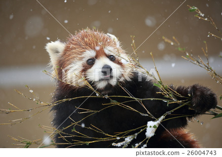 Lesser panda Lesser panda 26004743