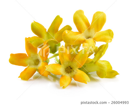 Cowslip creeper on white background 26004993