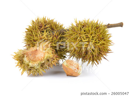 Lithocarpus fruit on white background Lithocarpus fruit on white background 26005047