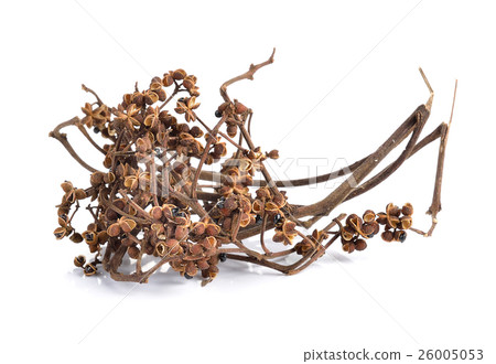 Zanthozylum limonella Alston on white background Zanthozylum limonella Alston on white background 26005053