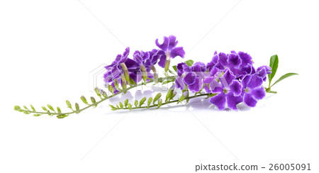 Purple flowers on white background 26005091