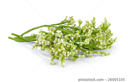Ceylon Spinach on white background Ceylon Spinach on white background 26005105