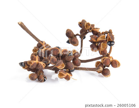 Zanthozylum limonella Alston on white background Zanthozylum limonella Alston on white background 26005106