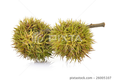 Lithocarpus fruit on white background 26005107