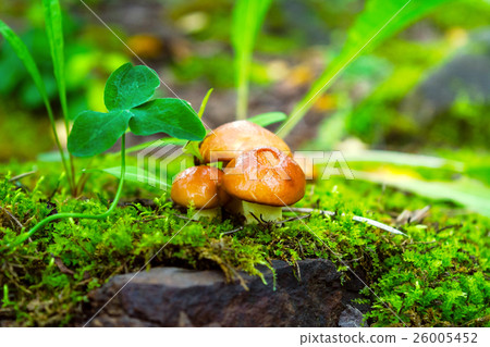 Forest mushrooms in the green grass 26005452