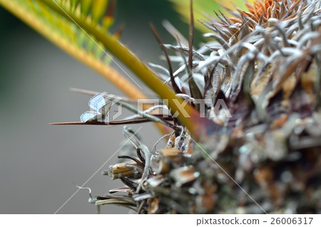 Kuromadara saw tooth wing opening at the base of Su-iron leaves ♂ 26006317