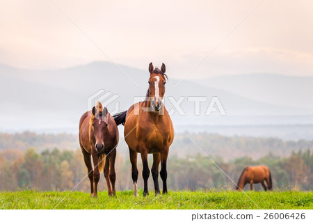Mare and foal in a meadow Mare and foal in a meadow 26006426