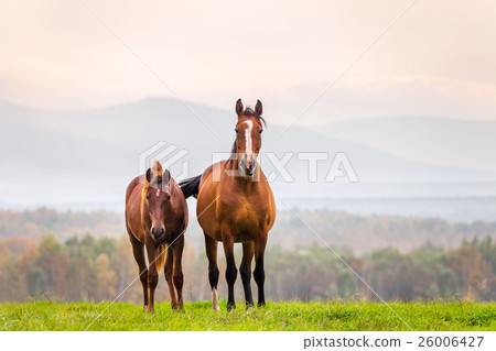 Mare and foal in a meadow 26006427
