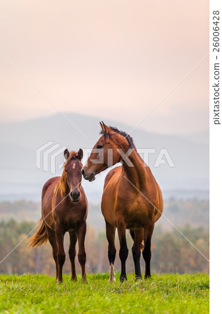 Horse family 26006428