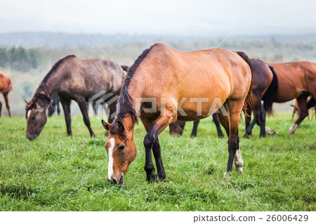 Horses grazing in a meadow 26006429