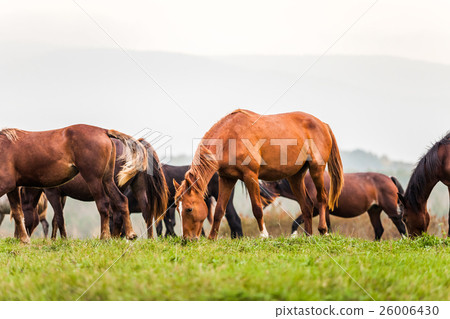 Young horse grazing in a meadow in autumn 26006430