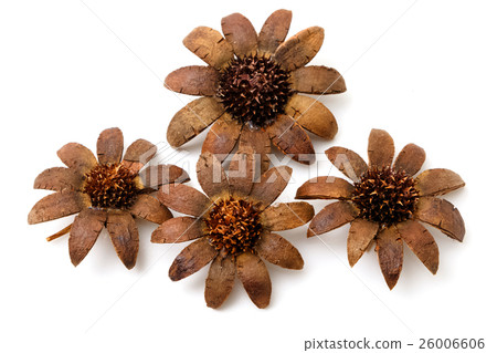 beautiful artificial flowers isolated on white 26006606