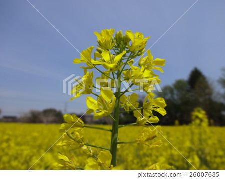 強姦開花 強姦開花 26007685